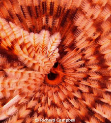 a flower by any other name..Sealife DC1000.. by Richard Campbell 